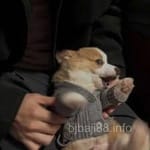 Avatar of Zubair Khalid